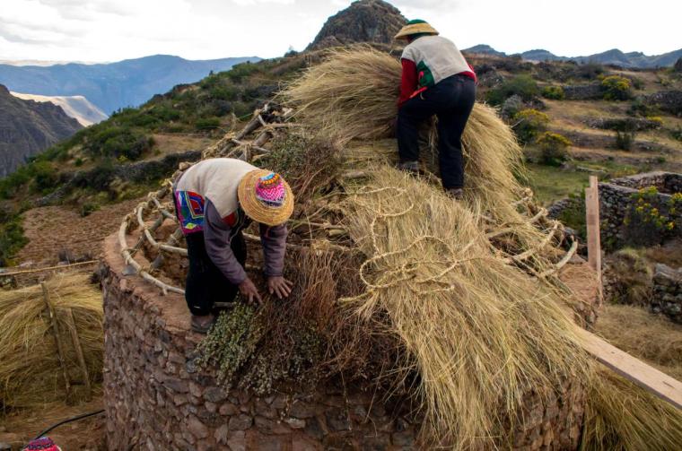 Two men in traditional clothing use grass and brush to thatch the roof of a round stone building.